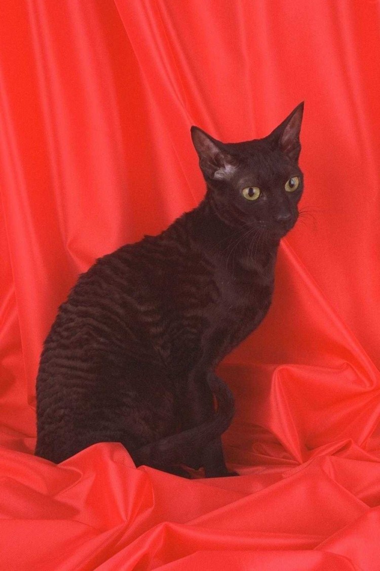 Кот каракуль