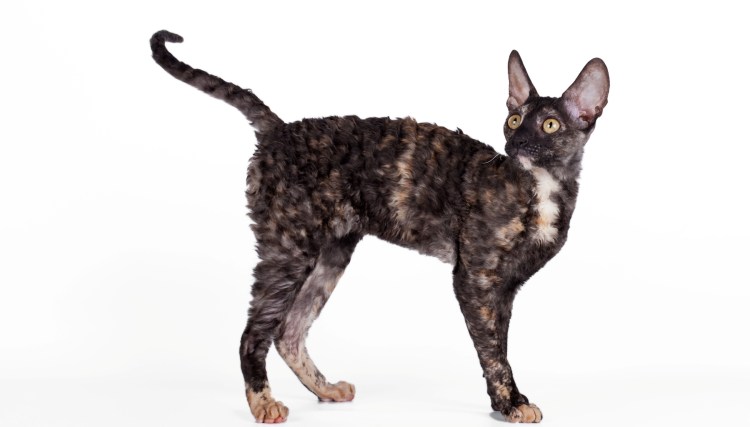 Профиль кошек разных пород