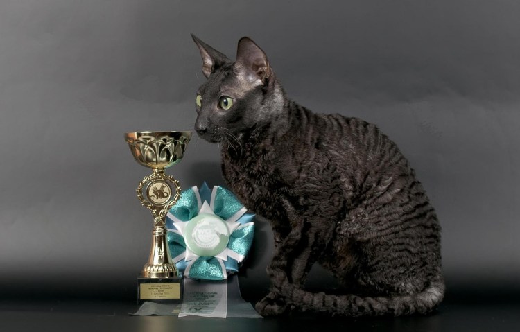 Корниш рекс кошка черная