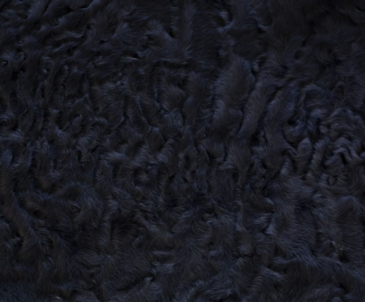 Домашний питомец каракал