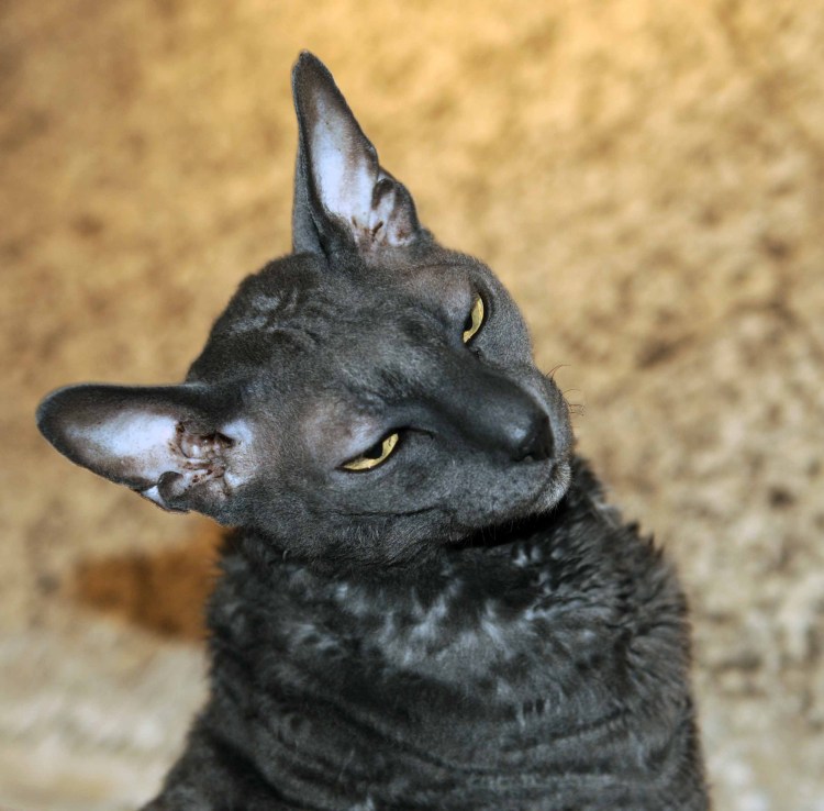 Степная кошка каракал