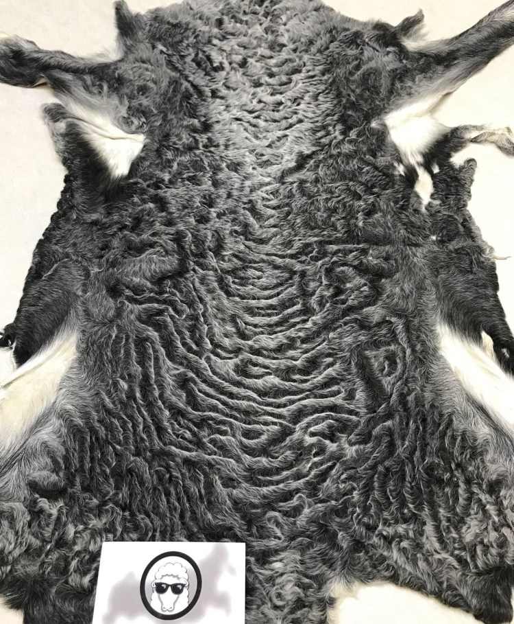 Селкирк рекс кошка