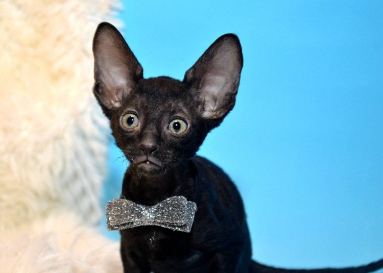 Корниш рекс порода кошек