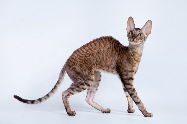 Мех каракуль что это фото зверя