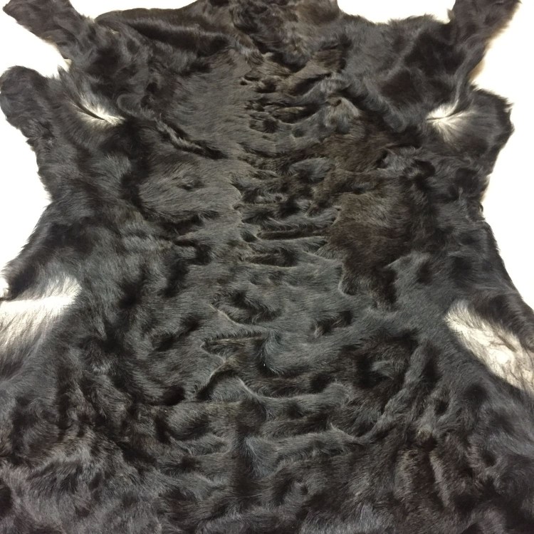 Коты породы каракал