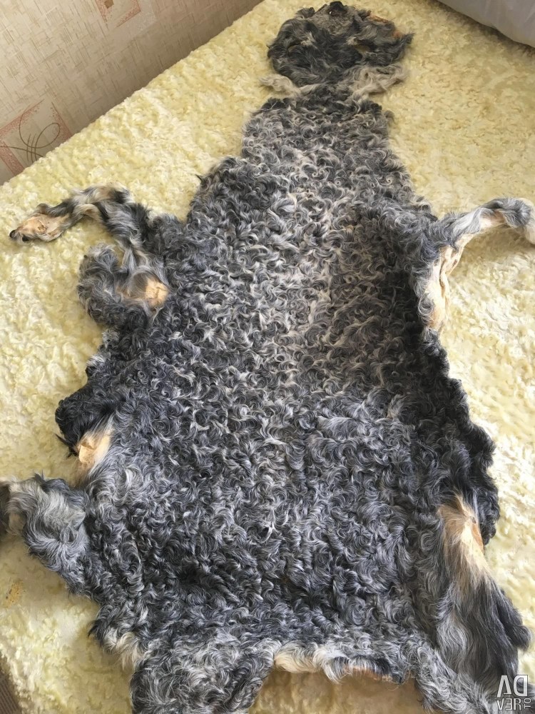 Корниш рекс