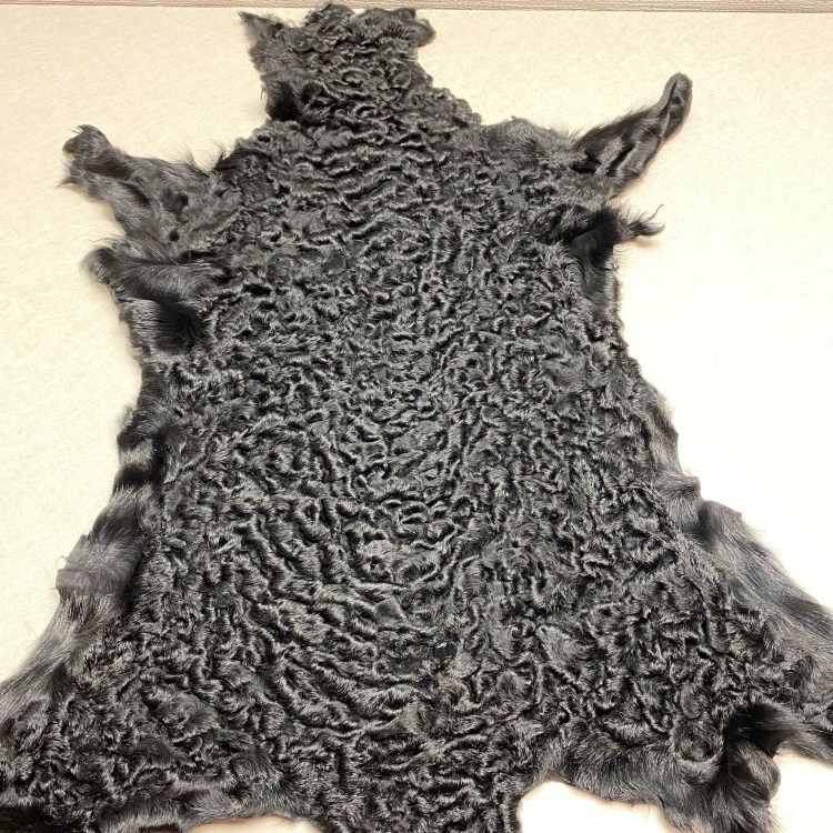 Сервал каракал Саванна