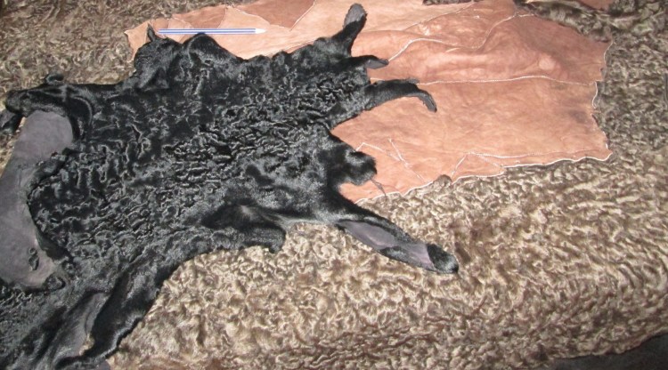 Каракал, пустынная Рысь