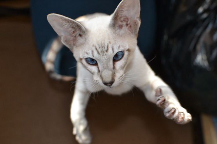 Тайская кошка табби Пойнт