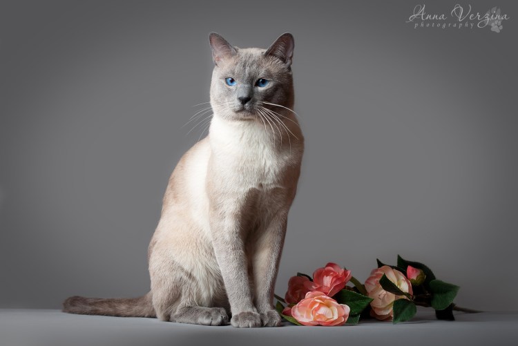 Тайский кот тебби Пойнт