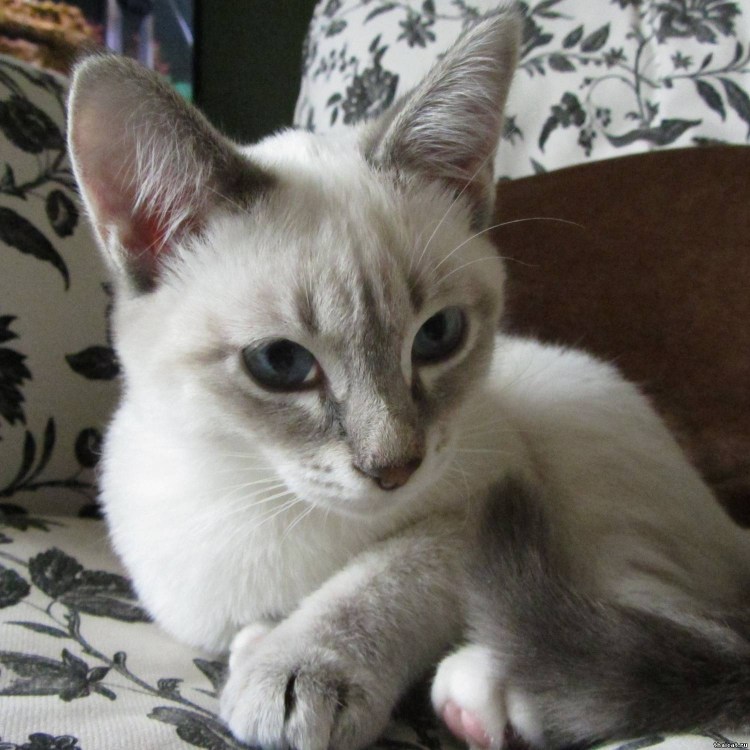 Меконгский бобтейл сил тебби Пойнт