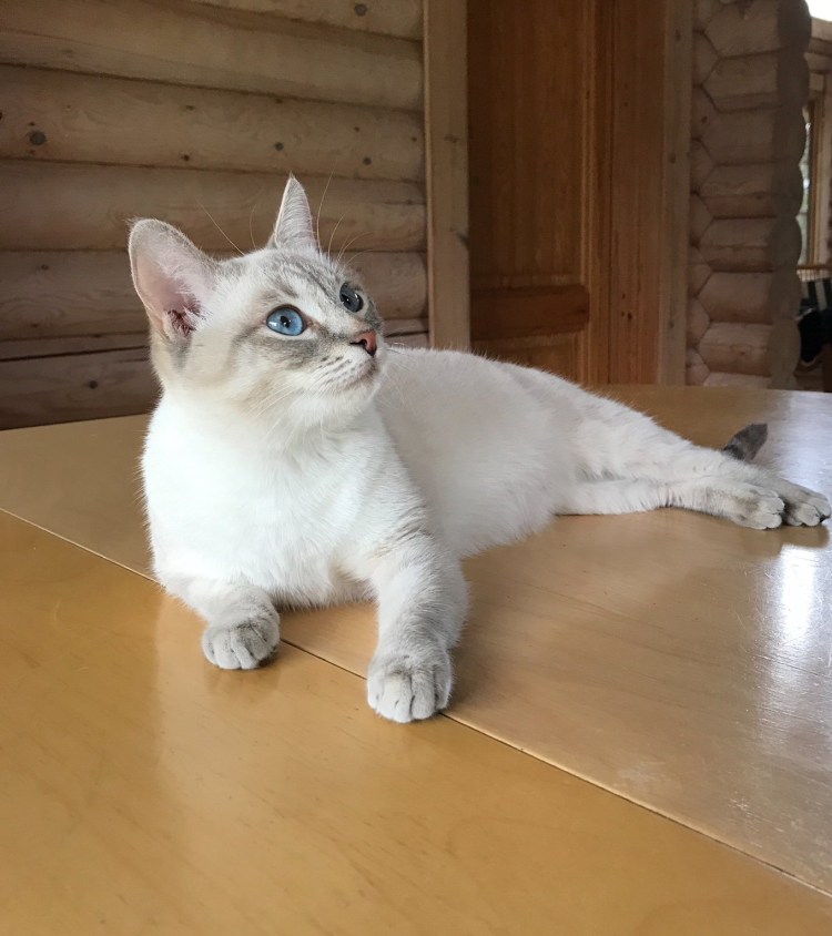 Сил тебби Пойнт тайская