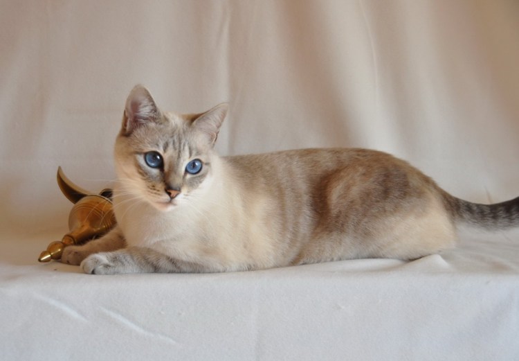 Сиамская табби-микс