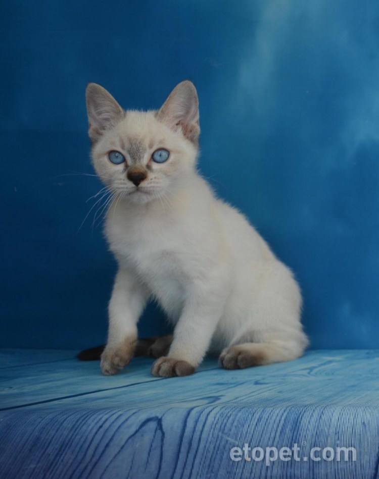 Тайская кошка колор Пойнт
