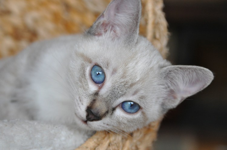 Ориентальный табби Пойнт