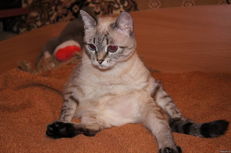 Тайская тэбби Пойнт кошка