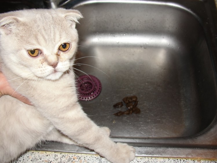 Кошка мордой в лоток