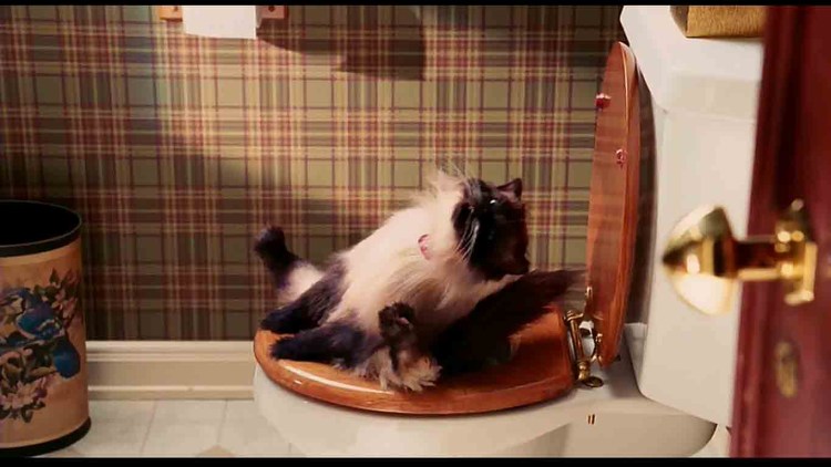 Кот из факеров на унитазе