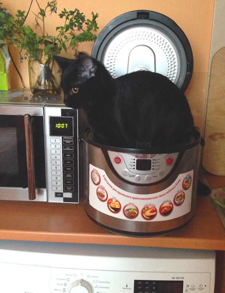 Кот и мультиварка