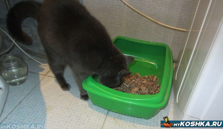 Отучить кота гадить в неположенном месте