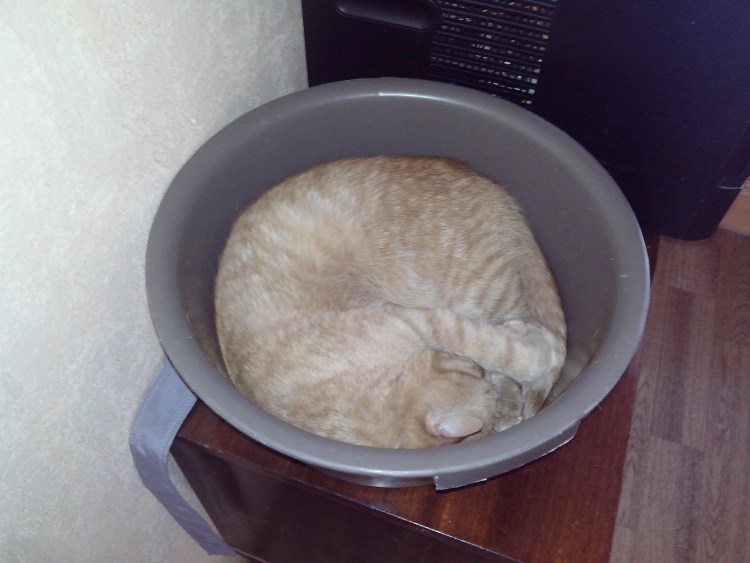 Мочекаменная болезнь у кота