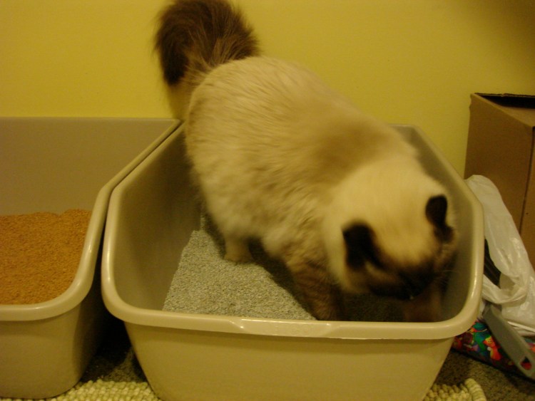 Кот в кастрюле