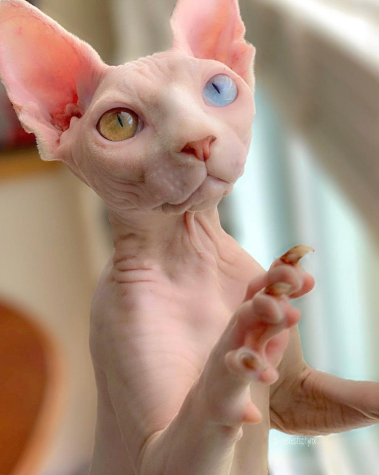 Канадский сфинкс белый разноглазый