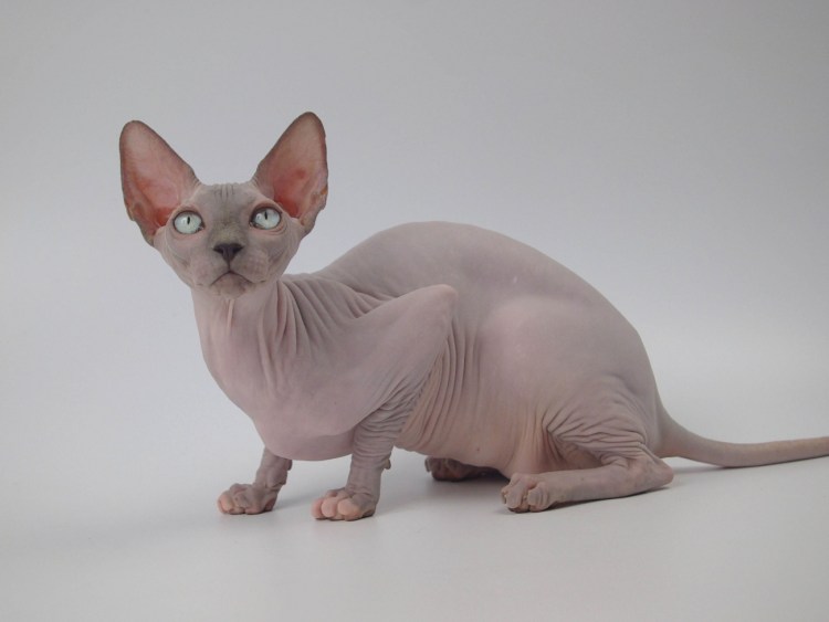 Сфинкс Петерболд