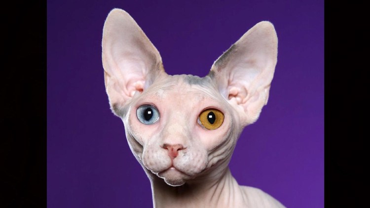 Сфинкс порода кошек