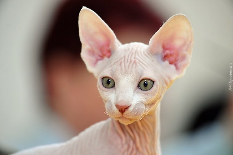 Сфинкс кошка фото