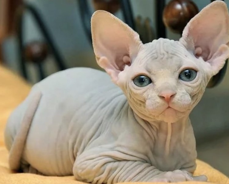 Лысые котята сфинкс канадский