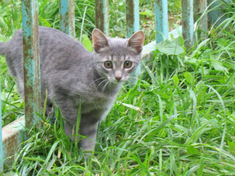 Сибирский Крысолов кот