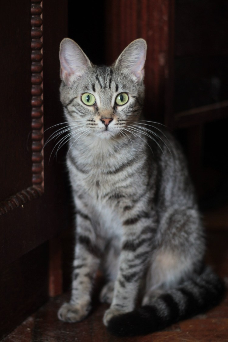 Кошка крысоловка