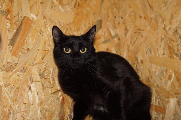 Крупных пород домашних кошек крысоловы