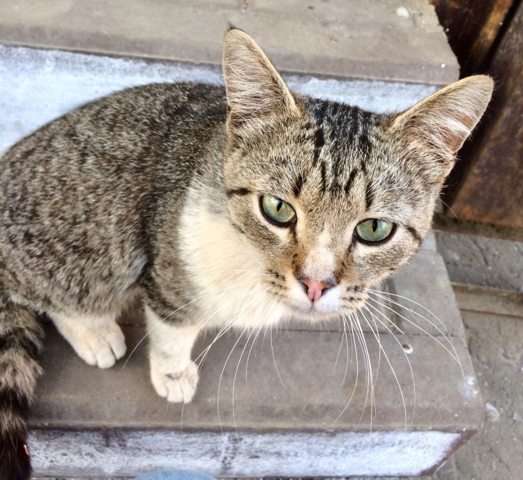 Кот рекс Ориентал