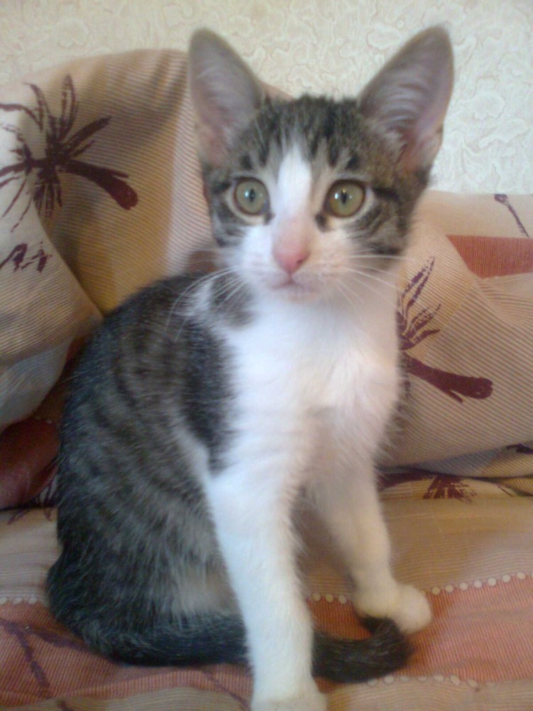 Порода котов крысоловов