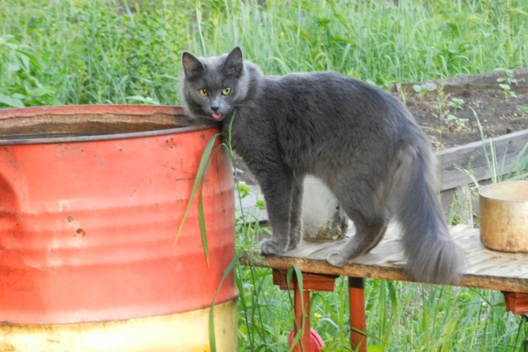 Крысоловка кошка белая