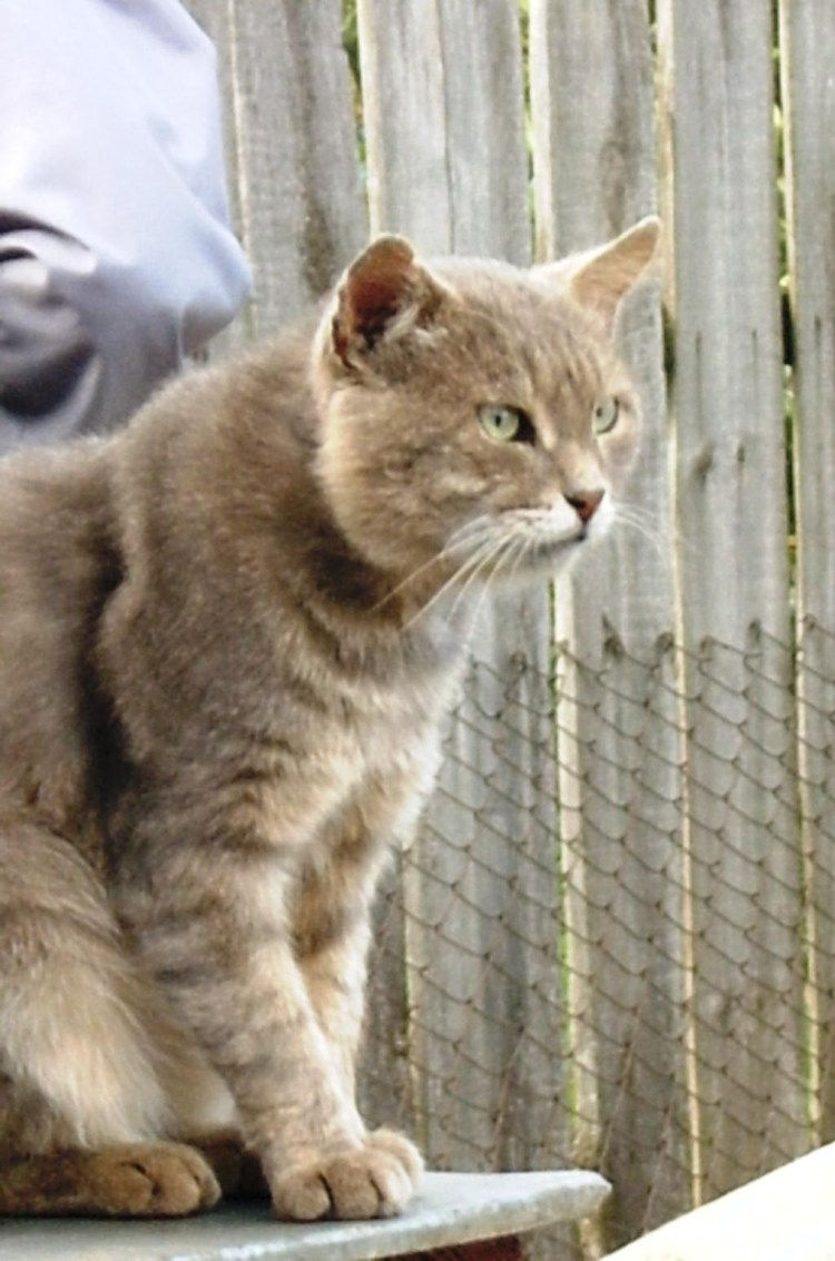 Трехцветная кошка Крысолов