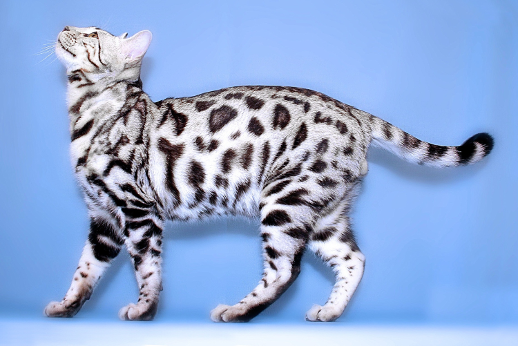 Окраса Bri NY 22 - черный золотой мраморный окрас.