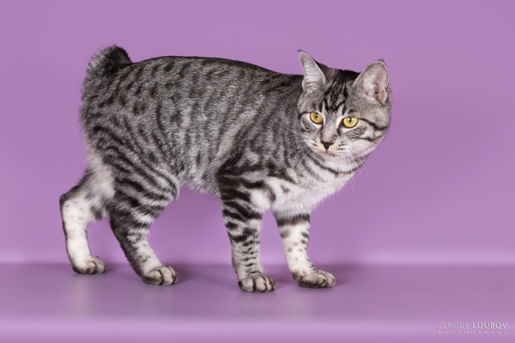 Ко ыс полосками на боках