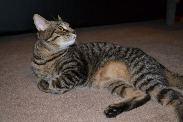 Бенгальский кот Silver tabby spotted