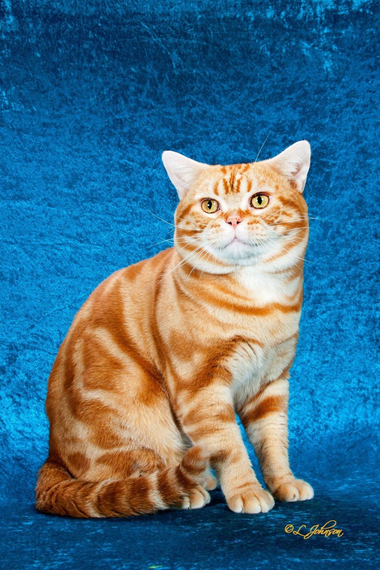 Австралийский мист дымчатая