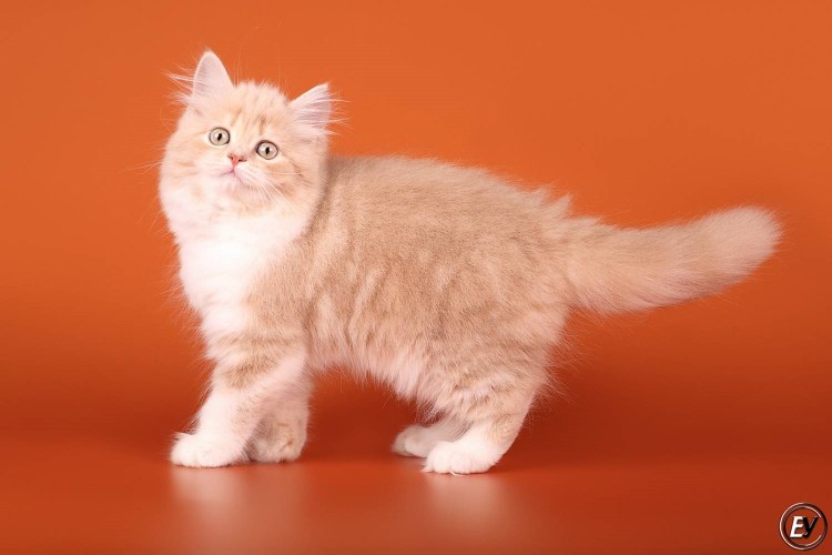 Шотландская холейдстрайд