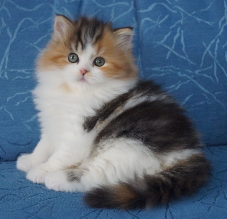 Котята скоттиш хайленд страйт