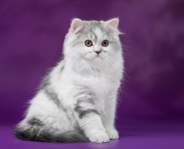 Шотландский хайленд страйт длинношерстный