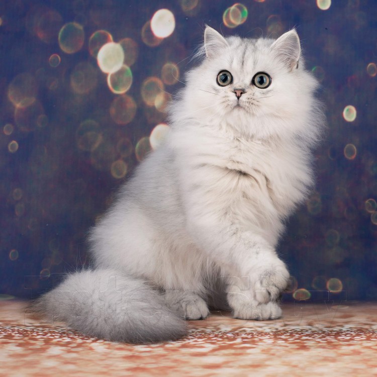 Шотландская кошка хайленд страйт