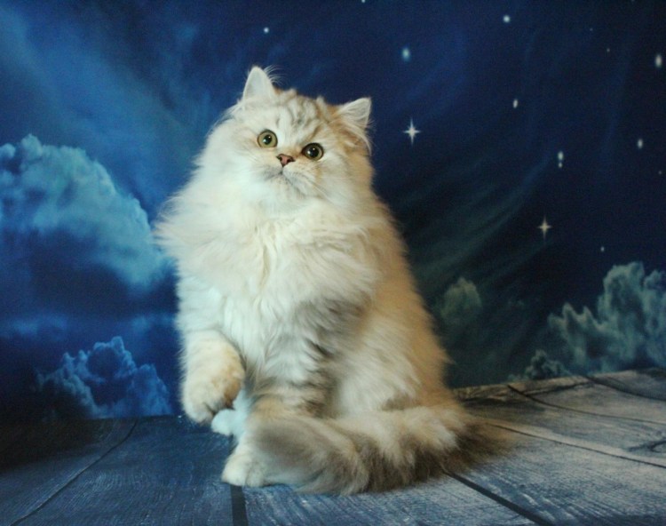 Шотландская кошка хайленд страйт