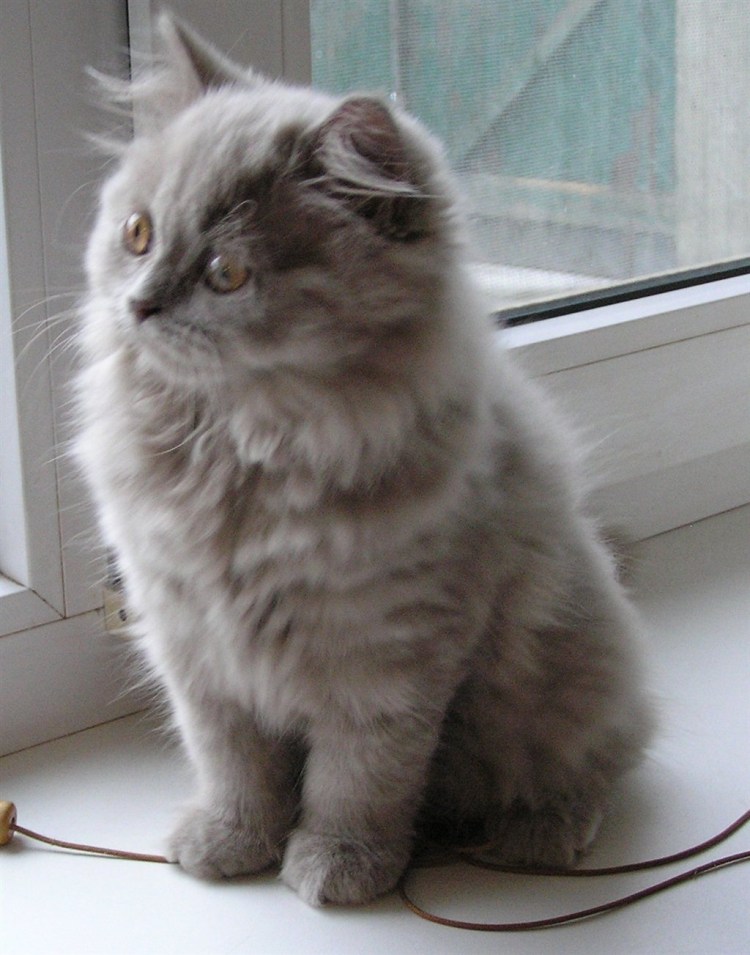 Шотландский хайленд страйт длинношерстный прямоухий ny24