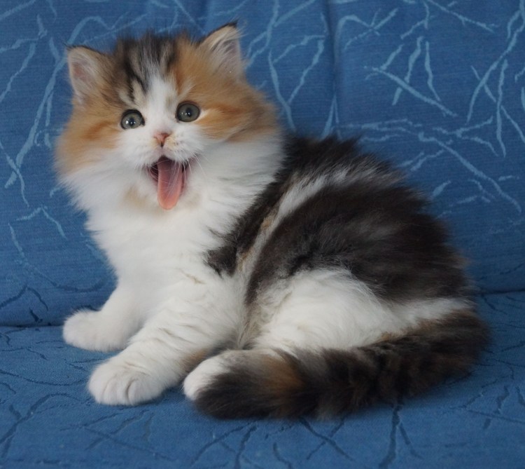 Котенок шотландский хайленд страйт циннамон