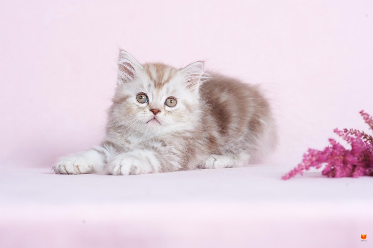 Шотландский хайленд страйт кот голубой